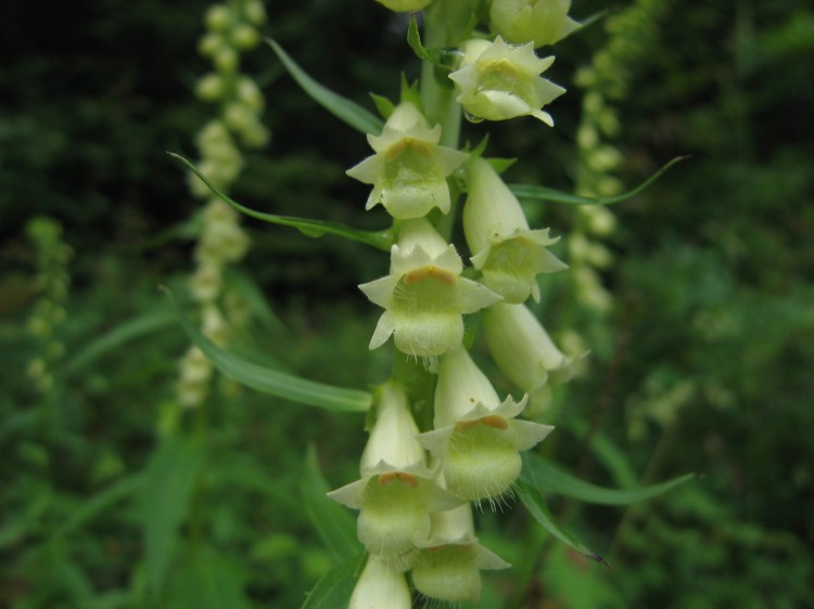 Digitalis lutea